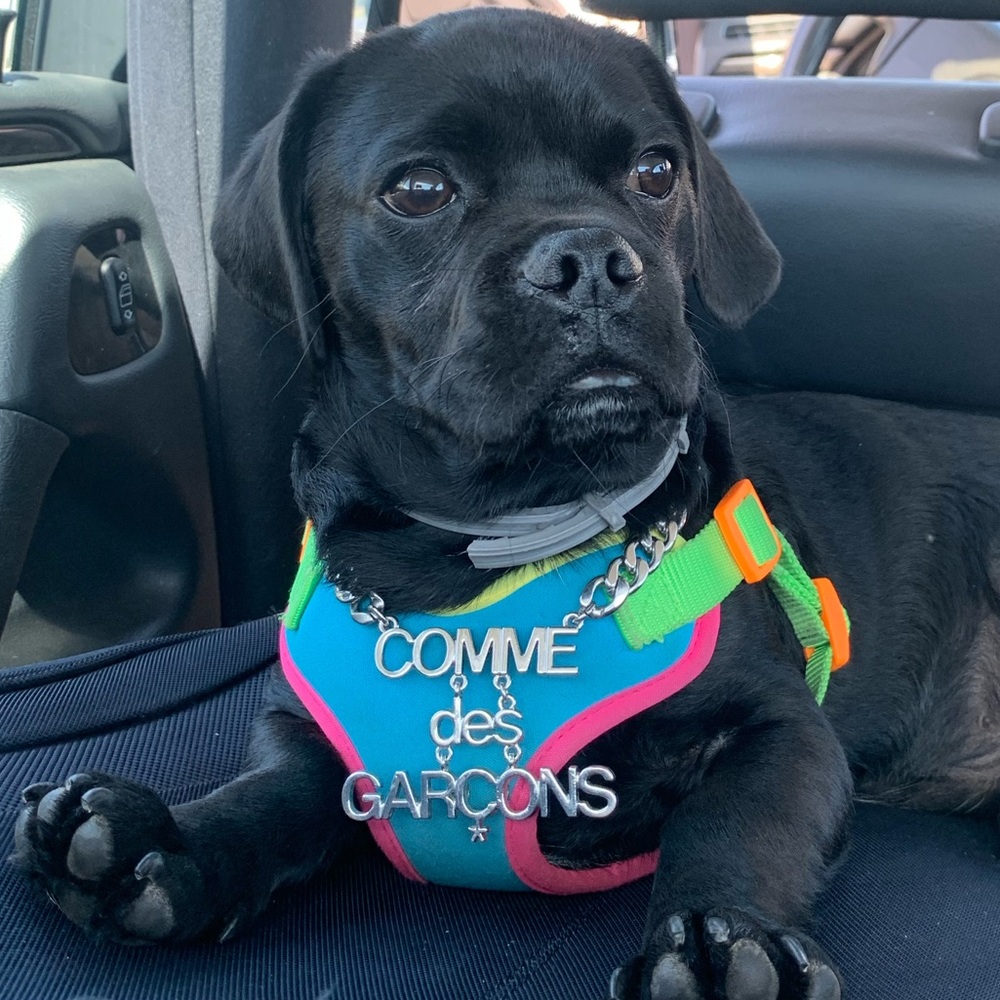 Meet your Posher, Jonah